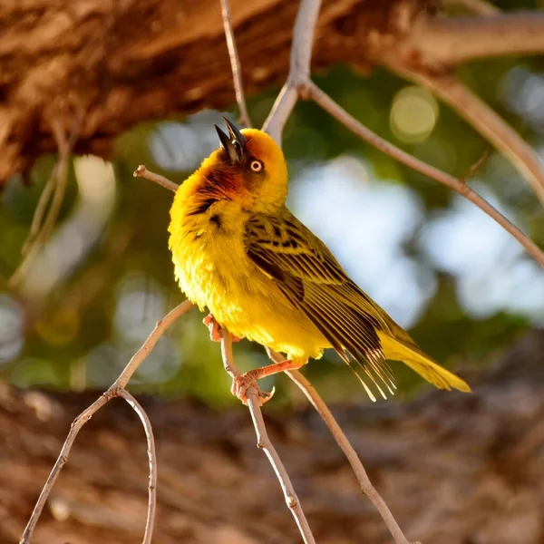 Close Little Yellow Cape Weaver Male — ストック写真