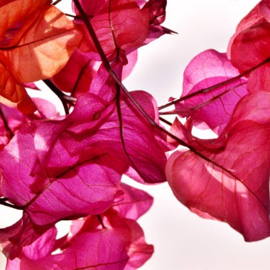 Pembe Bougainvillea güneş ışığında çiçek açar.
