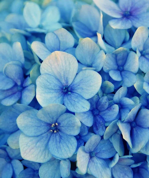 Close Blue Hydrangea Blossoms — Stock Photo, Image