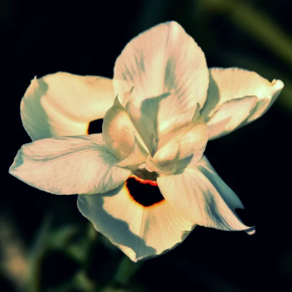 Close Bicolor Iris Sunshine — Stock Photo, Image