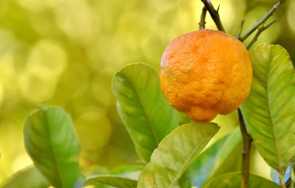 Close up of a Lemon on a Lemon tree