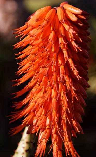 Nahaufnahme Von Orangen Aloe Blüte — Stockfoto