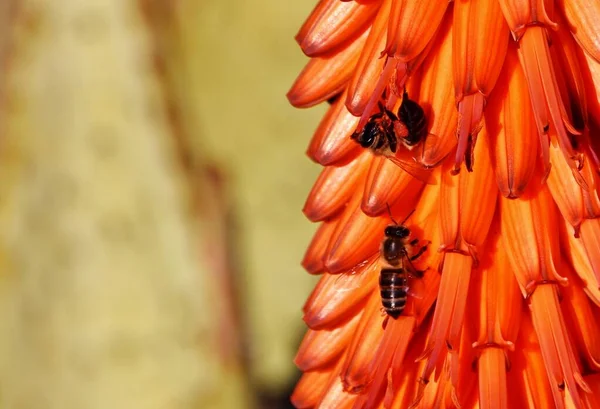 Крупный План Цветения Апельсинового Алоэ Пчелами — стоковое фото