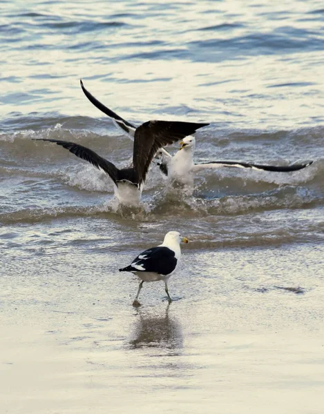 Close Seagulls Fighting Beach — Stock Photo, Image