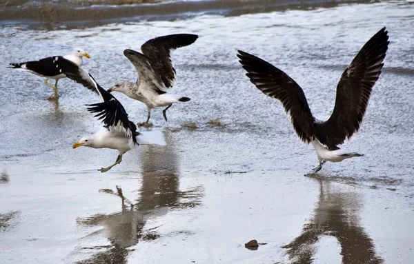 Close Seagulls Fighting Beach — Stock Photo, Image