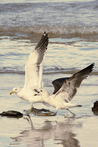 Close Seagulls Fighting Beach — Stock Photo, Image