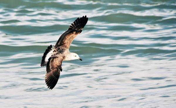 Close Seagull Flying Atlantic Ocean — Stock Photo, Image