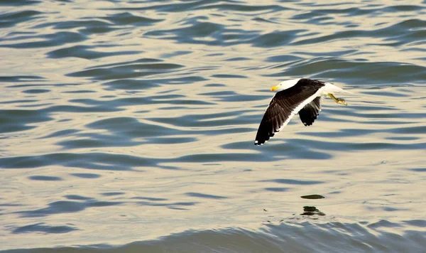 Nahaufnahme Einer Möwe Die Über Den Atlantik Fliegt — Stockfoto