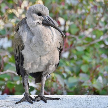 Genç bir Hadeda Ibis 'e yakın çekim