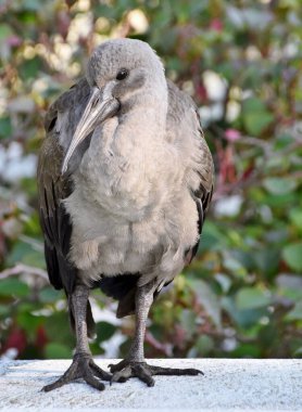 Genç bir Hadeda Ibis 'e yakın çekim