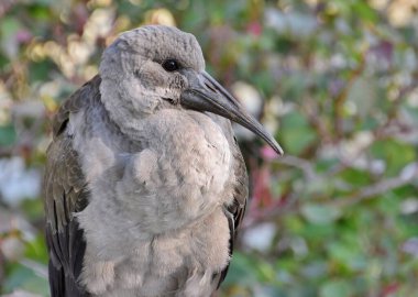 Genç bir Hadeda Ibis 'e yakın çekim