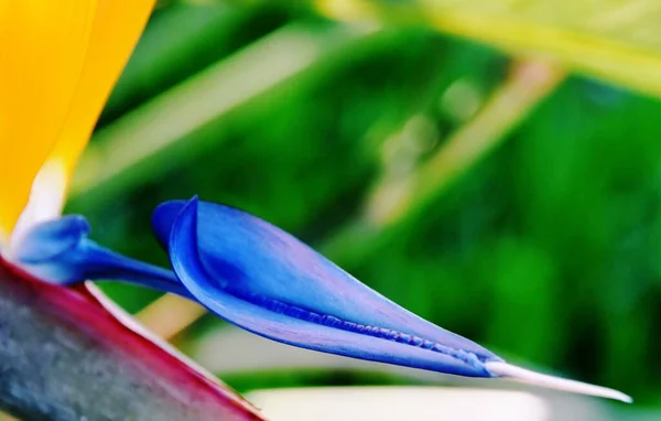 Close Beautiful Crane Flower — Stock Photo, Image