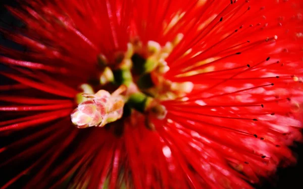 Primo Piano Fiore Spazzola Bottiglia Rossa — Foto Stock