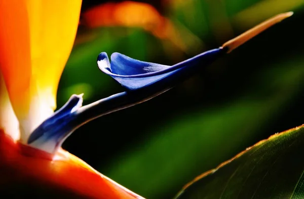 Güzel Bir Turna Çiçeğine Yaklaş — Stok fotoğraf