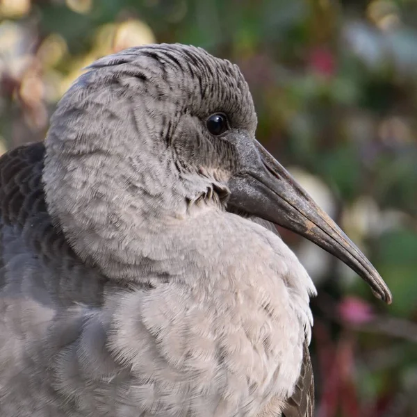 Zbliżenie Młodej Hadedy Ibis — Zdjęcie stockowe