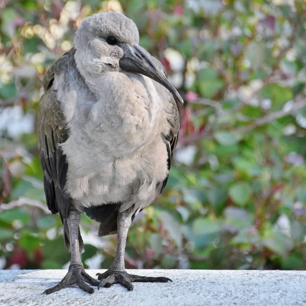 Genç bir Hadeda Ibis 'e yakın çekim
