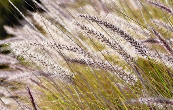 Großaufnahme Von Blauem Büffelgras Der Morgensonne — Stockfoto