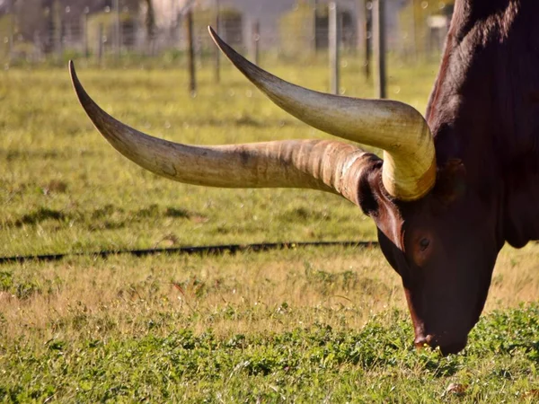 Primo Piano Una Ankole Cow Con Grandi Corna — Foto Stock