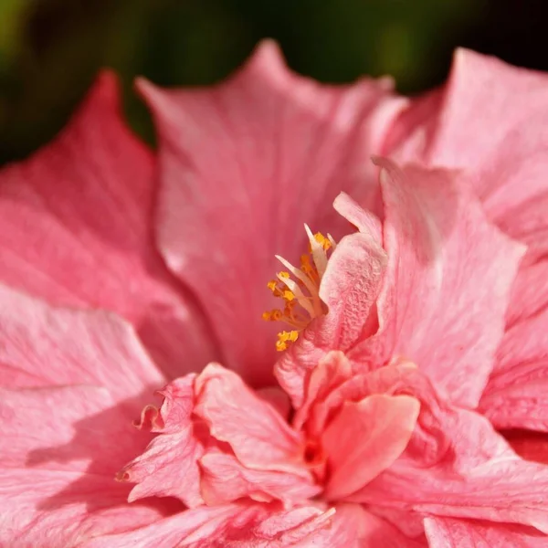 Close Beautiful Pink Hibiscus Blossom — Stock Photo, Image