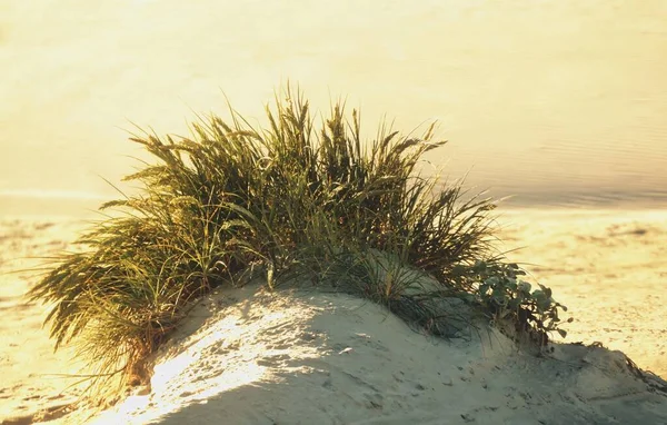 Κοντινό Πλάνο Του Χόρτου Αμμόλοφος Αμμόλοφο — Φωτογραφία Αρχείου