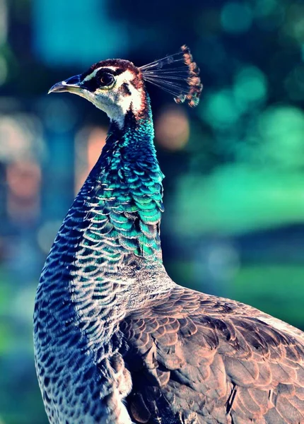 Bir Hint Peafowl Una Yaklaş — Stok fotoğraf