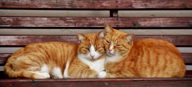 Bir bankta iki kızıl kediye yaklaş