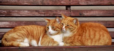 Bir bankta iki kızıl kediye yaklaş