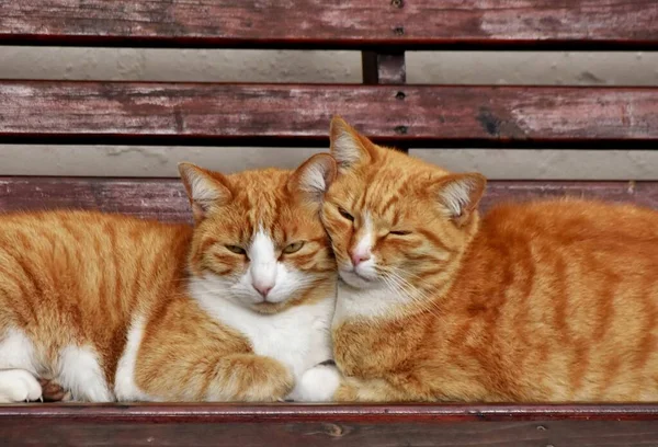 Bir bankta iki kızıl kediye yaklaş