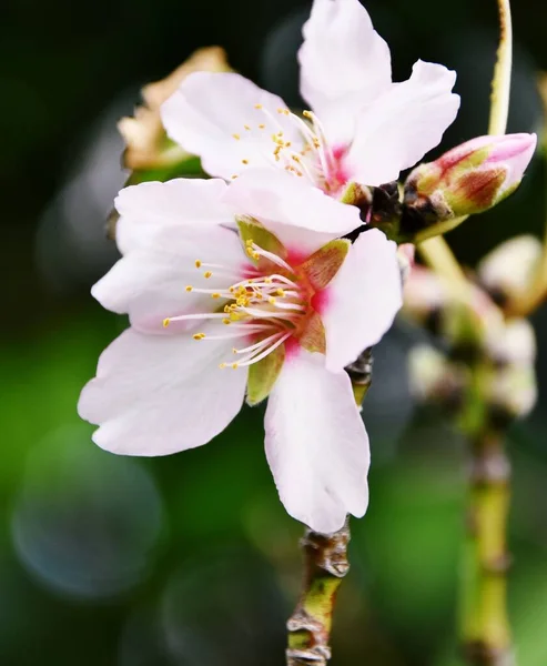 Close Beautiful Almond Tree Blossoms — Stock Photo, Image