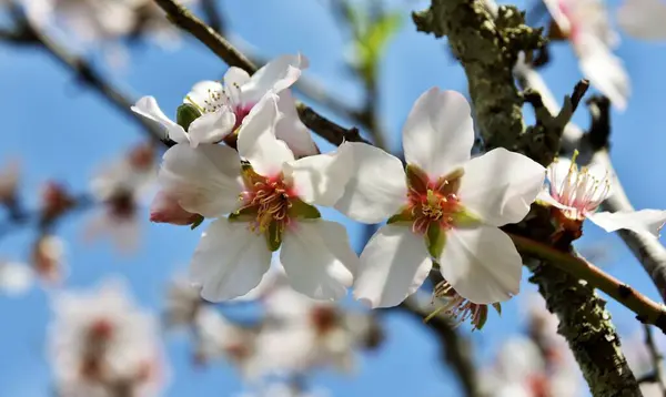 Gros Plan Belles Fleurs Amandier — Photo