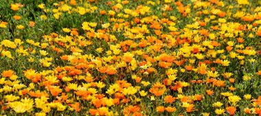 Sarı ve turuncu Afrika papatyaları olan bir çayıra yakın.