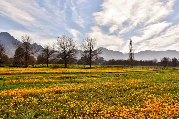 Paisagem Com Prado Com Margaridas Africanas Montanhas Fundo — Fotografia de Stock