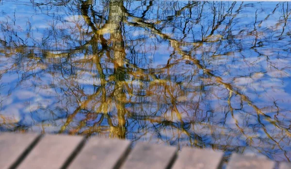 close up of a tree reflecting in a water feature