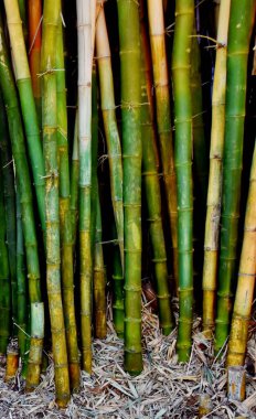 Yeşil ve sarı bambu ağaçlarını kapatın.