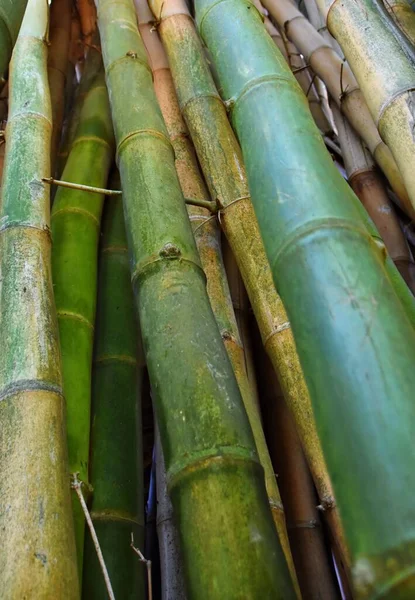 Yeşil ve sarı bambu ağaçlarını kapatın.