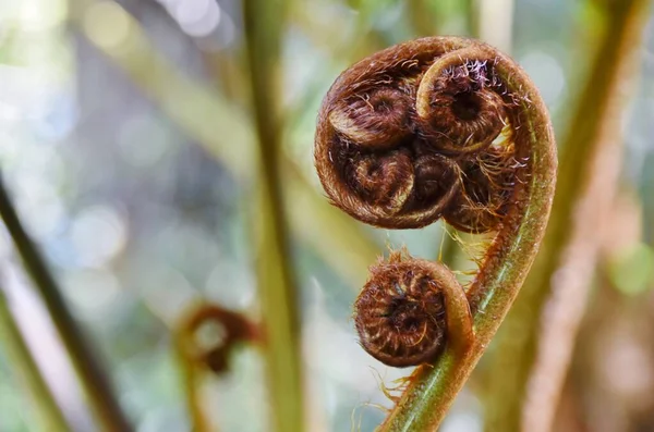 Close New Tree Fern Leaf — Stock Photo, Image