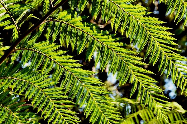 Close Tree Fern Leaves Sunshine — Stock Photo, Image
