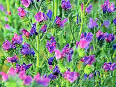 Blueweed 'i bir çayırda kapatın.