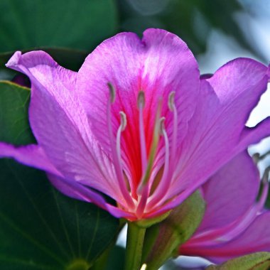 Bir orkide ağacının çiçeğini kapat.