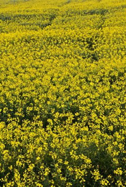 Güneş ışığında sarı bir tecavüz bölgesini kapatın.