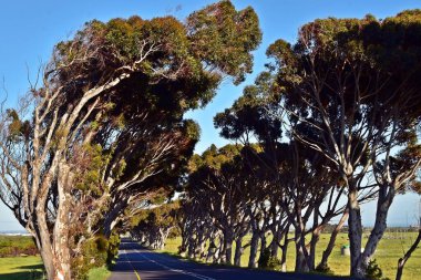 Uzun bir okaliptüs ağacı bulvarı manzarası