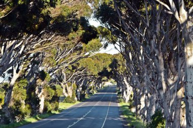Uzun bir okaliptüs ağacı bulvarı manzarası