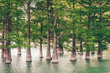 Dağ gölü koruda selvi