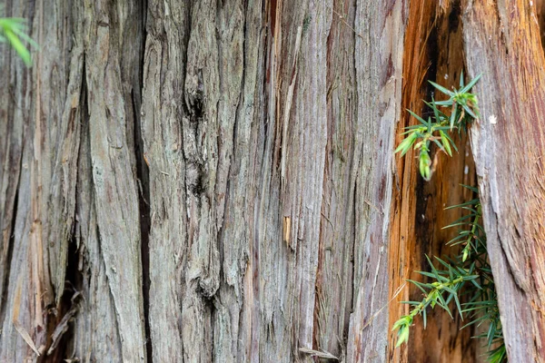 Textura Corteza Vieja Con Ramitas Jóvenes Verdes Cerca — Foto de Stock