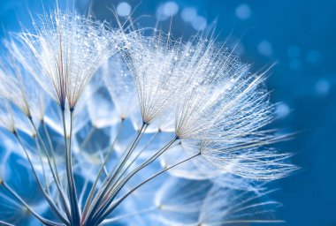 Sunlight Stock fotoğrafındaki Karahindiba.