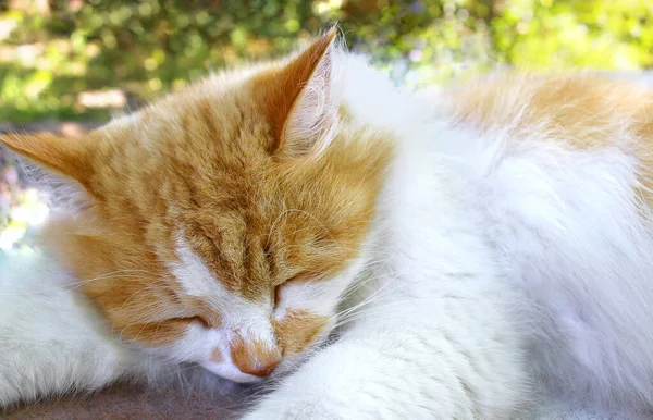 cat sleeping in nature. stock photo