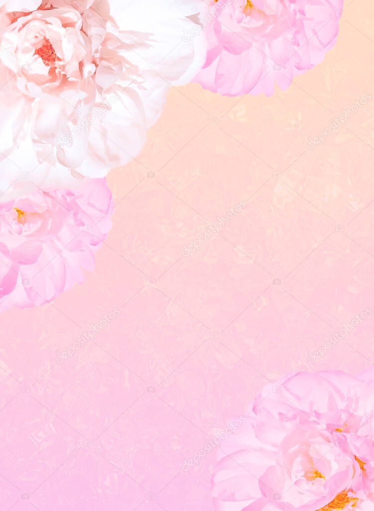 peony flower arrangement with copy space stock illustration