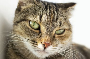 Güzel kısa saçlı kedi resmi.