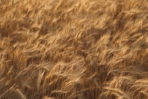 Gouden veld van tarwe achtergrond. Oogst van tarwe — Stockfoto