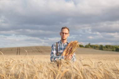 Mutlu çiftçi, olgun buğday tarlasında duran fırın ürünlerini ve mısır kulaklarını tutuyor..